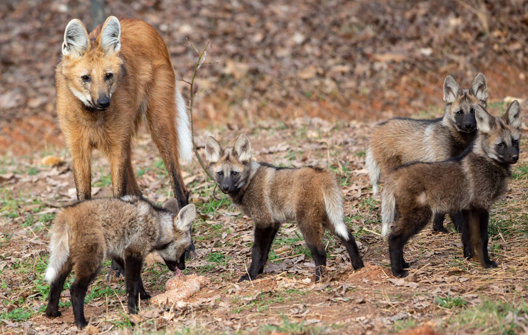 Maned Wolf Pups